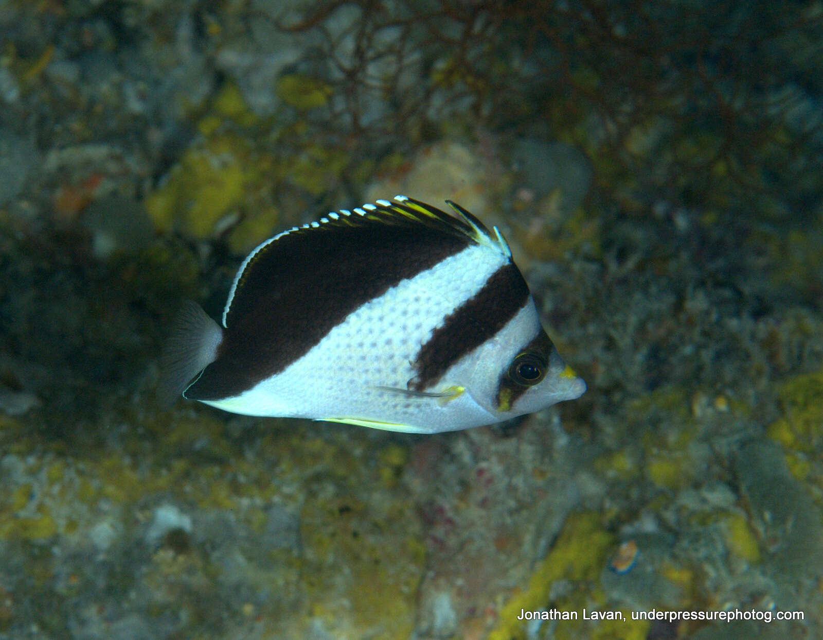 Image of Black-barred Butterflyfish