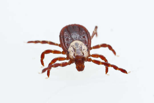 Image of American dog tick