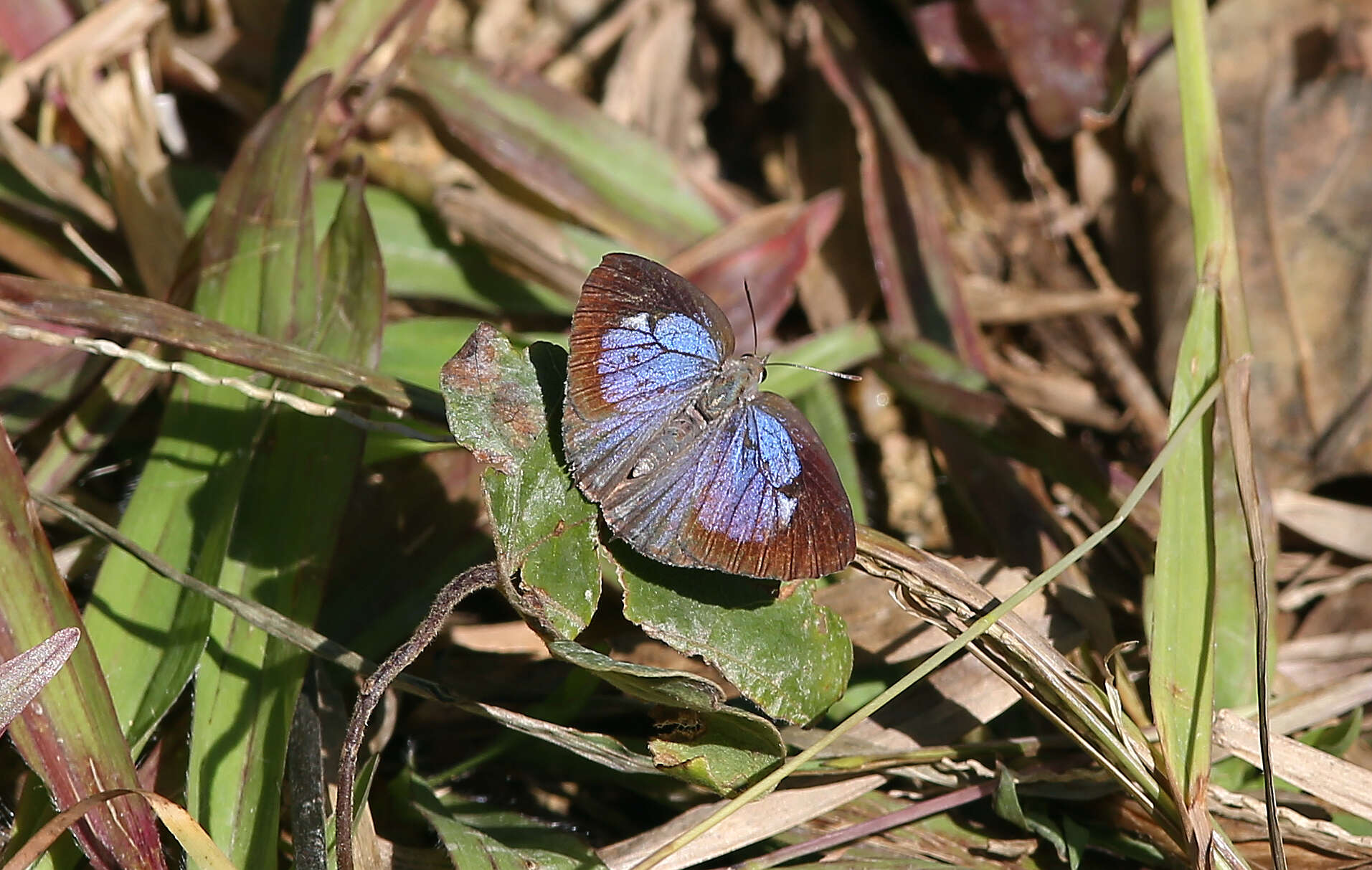 Image de Arhopala birmana (Moore (1884))