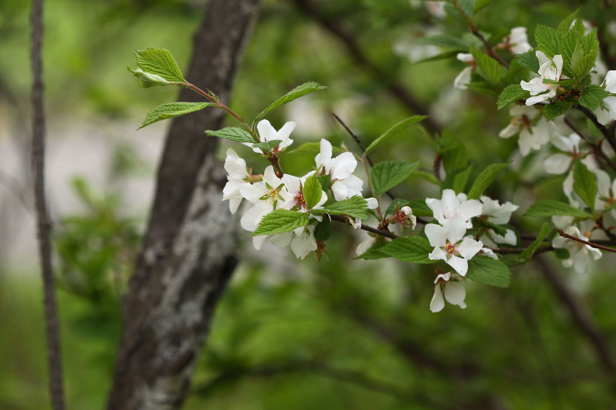 Image of Nanking cherry