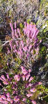 Image of Erica curtophylla Guthrie & Bolus