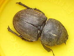 Image of Helms' stag beetle