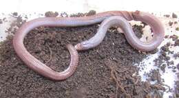 Image of Wagler's Worm Lizard