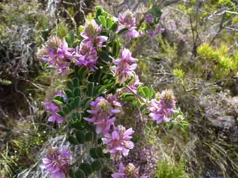 Image of Indigofera superba C. H. Stirt.