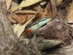 Image of Lined Rainbow-skink