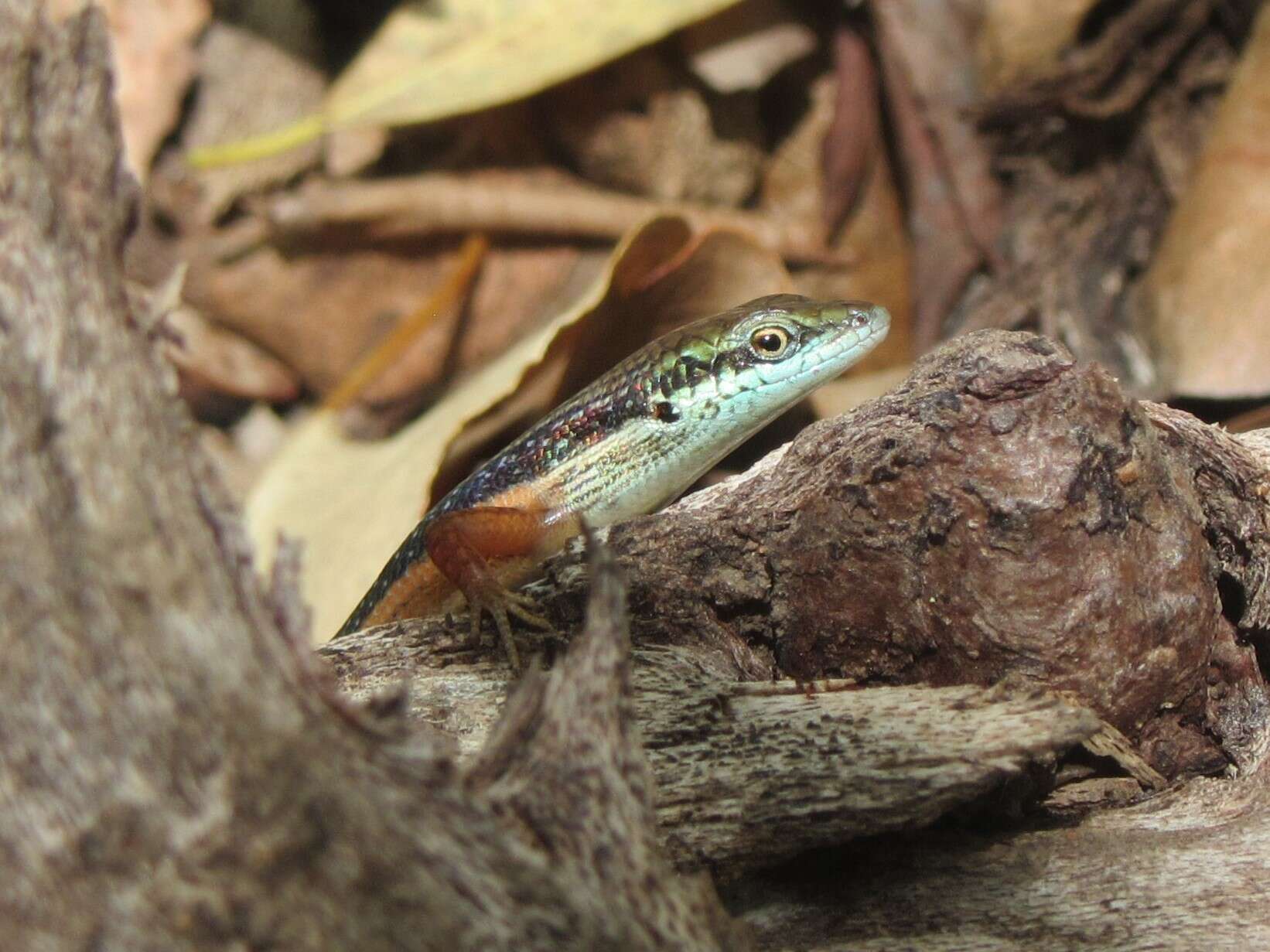 Image of Lined Rainbow-skink