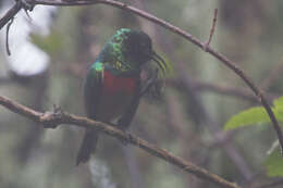 Image of Eastern Double-collared Sunbird