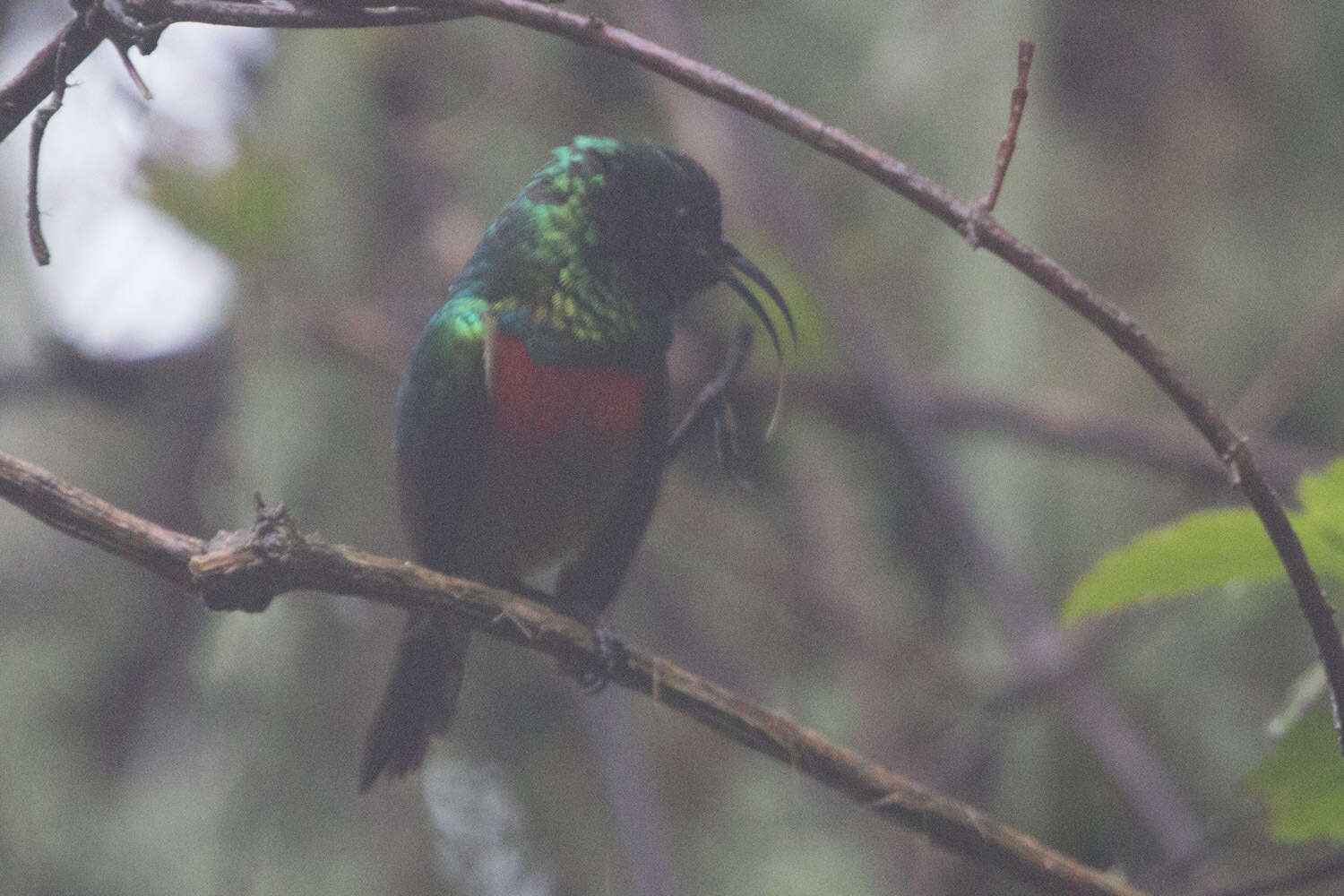 Image of Eastern Double-collared Sunbird