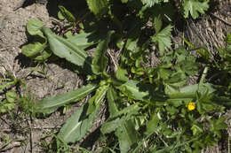 Image of Potentilla ruprechtii Boiss.