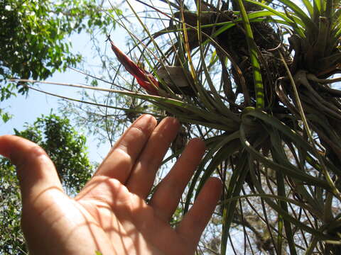 Imagem de Tillandsia concolor L. B. Sm.