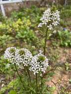 Image of Lysimachia candida Lindl.