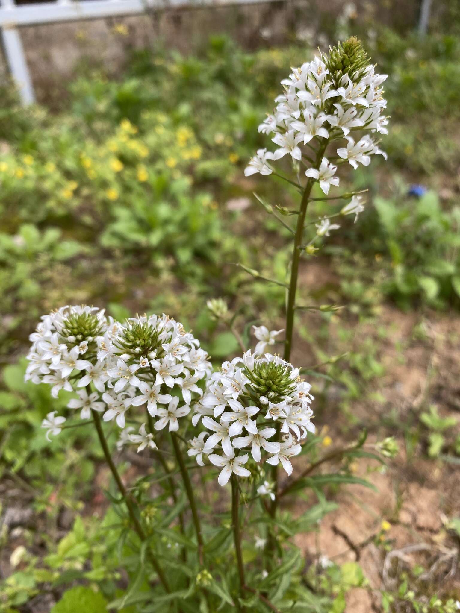 Imagem de Lysimachia candida Lindl.