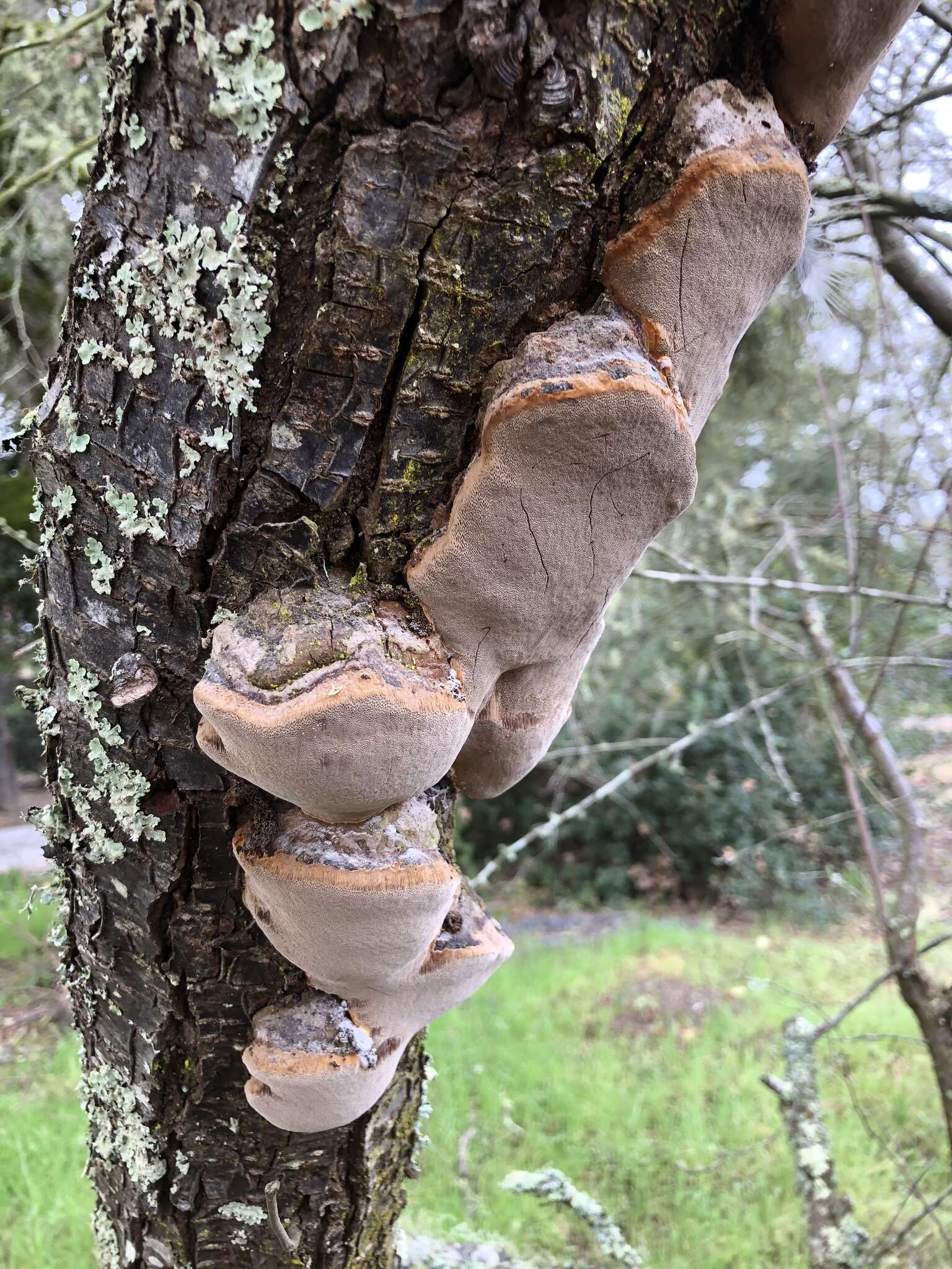 Image of Phellinus pomaceoides L. W. Zhou & Y. C. Dai 2016