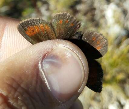 Image of Mountain Ringlet