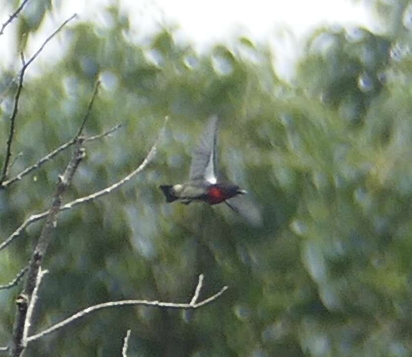 Image of Grey-sided Flowerpecker