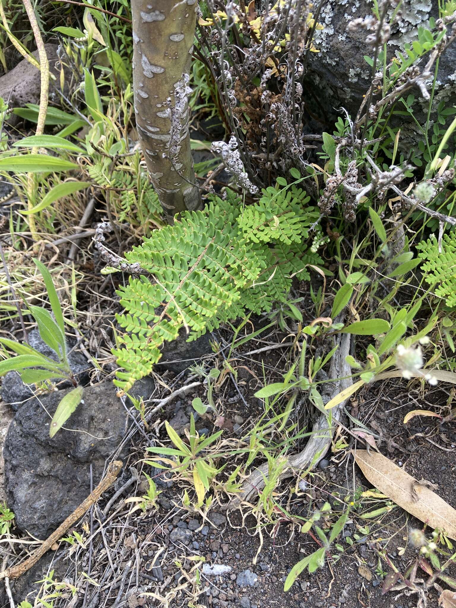 Image of Paragymnopteris marantae subsp. subcordata (Cav.)