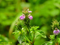 Image of Justicia procumbens L.