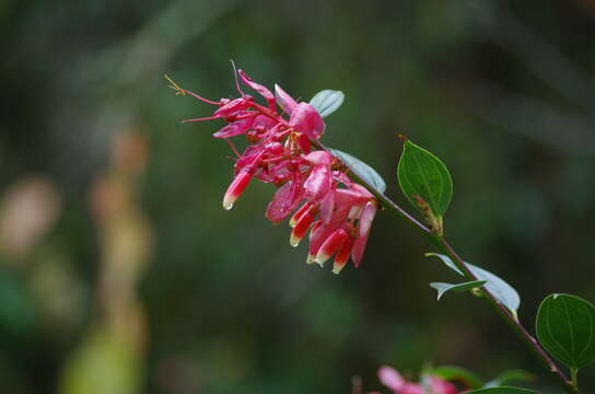 Cavendishia bracteata (Ruiz & Pav. ex A. St. Hilaire) Hørold的圖片