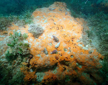 Image of red boring sponge