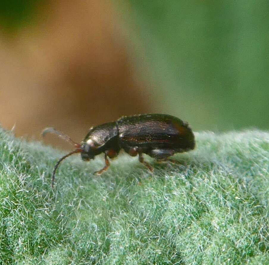 Image of Hemiglyptus basalis (Crotch 1874)