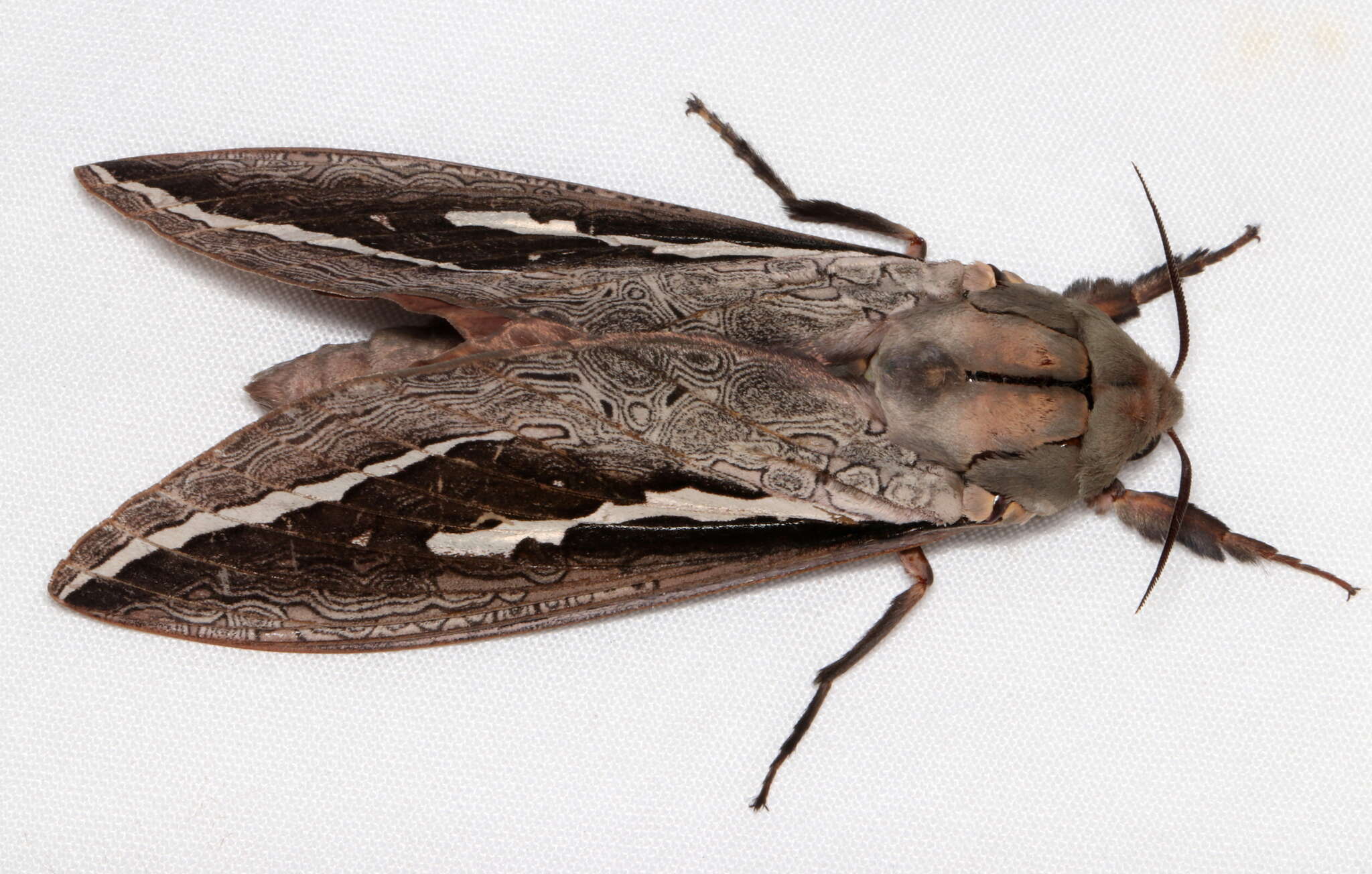 Image of Labyrinthine Ghost Moth