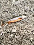 Image of Arctic Char