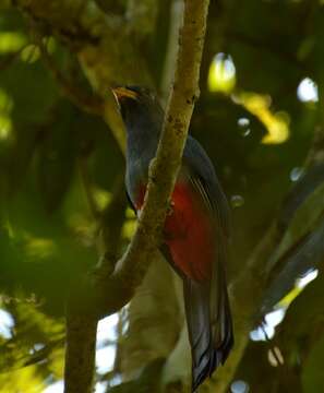 Image of Black-tailed Trogon