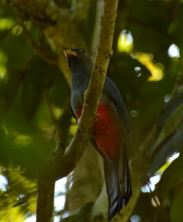 صورة Trogon melanurus Swainson 1838