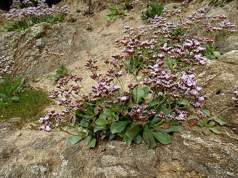 Image de Limonium normannicum Ingrouille