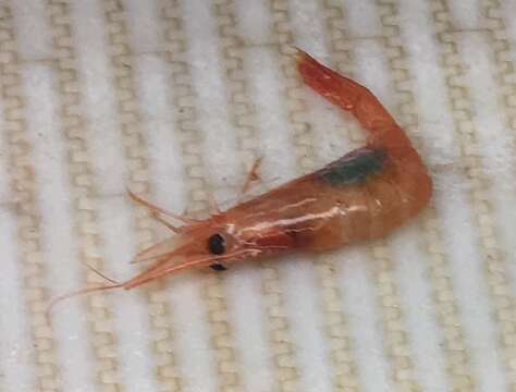 Image of northern prawn