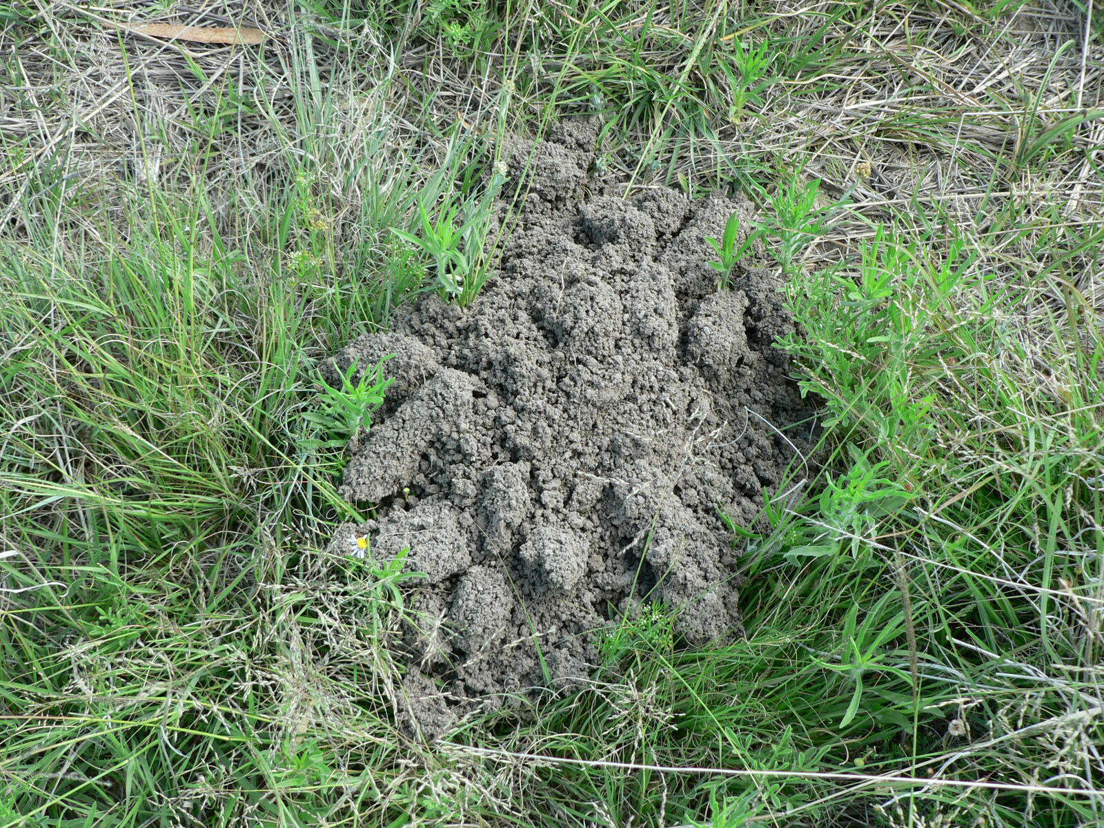 Image of Mole-rats