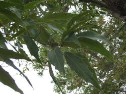 Image of Quercus acutifolia Née