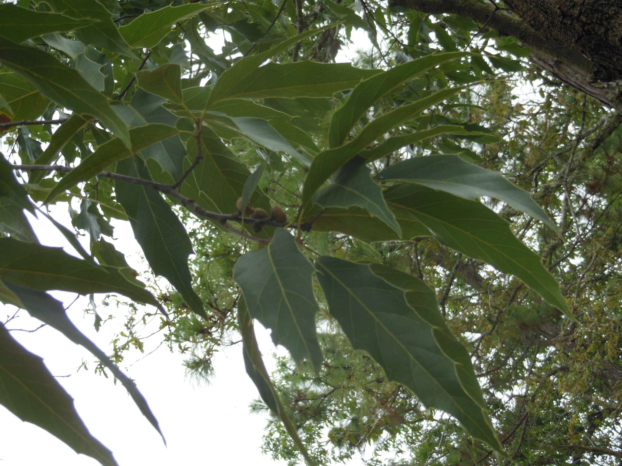 Image of Quercus acutifolia Née