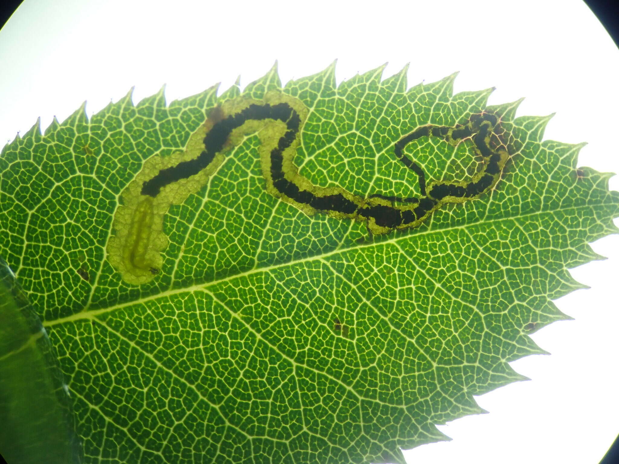 Image of rose leaf miner