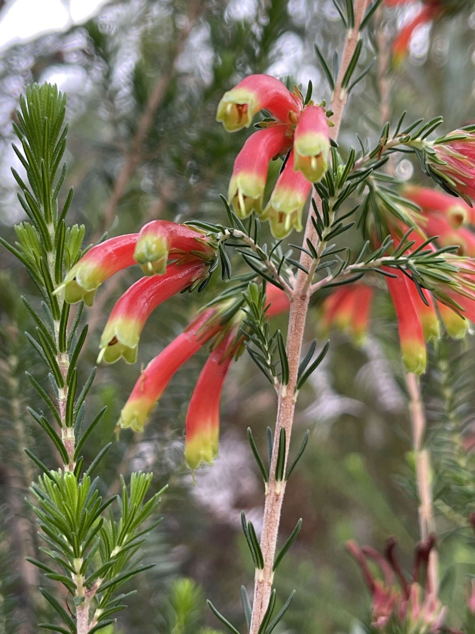 Image of Erica unicolor Wendl.