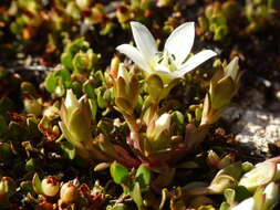 Gentianella filipes (Cheeseman) T. N. Ho & S. W. Liu resmi