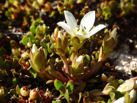 Image of Gentianella filipes (Cheeseman) T. N. Ho & S. W. Liu