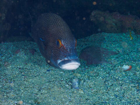 Image of Dotted sweetlips