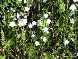 Слика од Iberodes linifolia (L.) Serrano, R. Carbajal & S. Ortiz