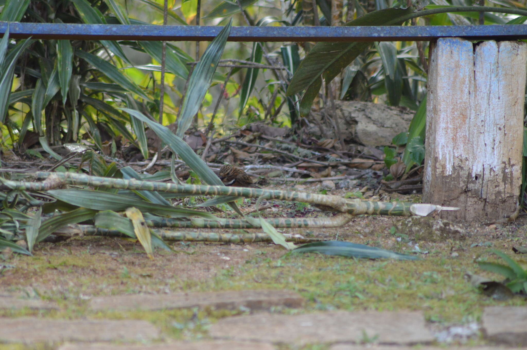 Image of Crescent-chested Puffbird