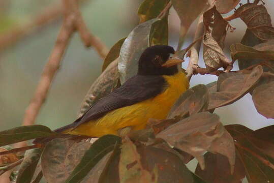 Image of Dark-backed Weaver