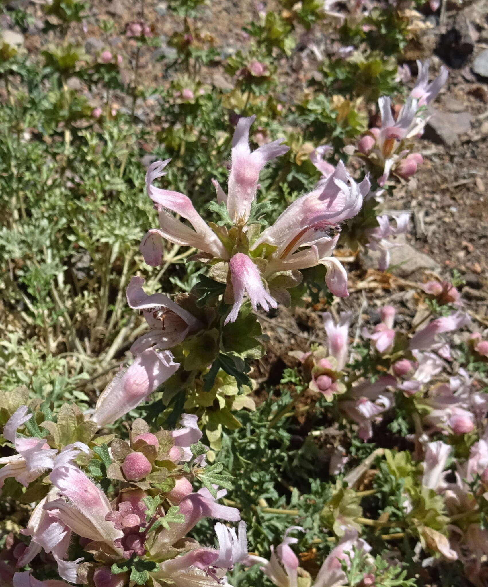 Lagochilus platyacanthus Rupr.的圖片