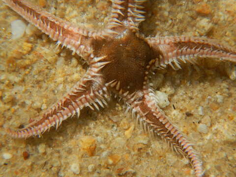 Image of Astropecten bispinosus (Otto 1823)