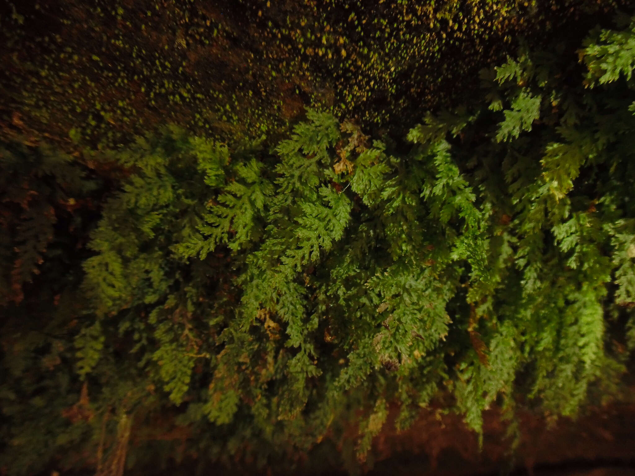 Image of Appalachian Fern