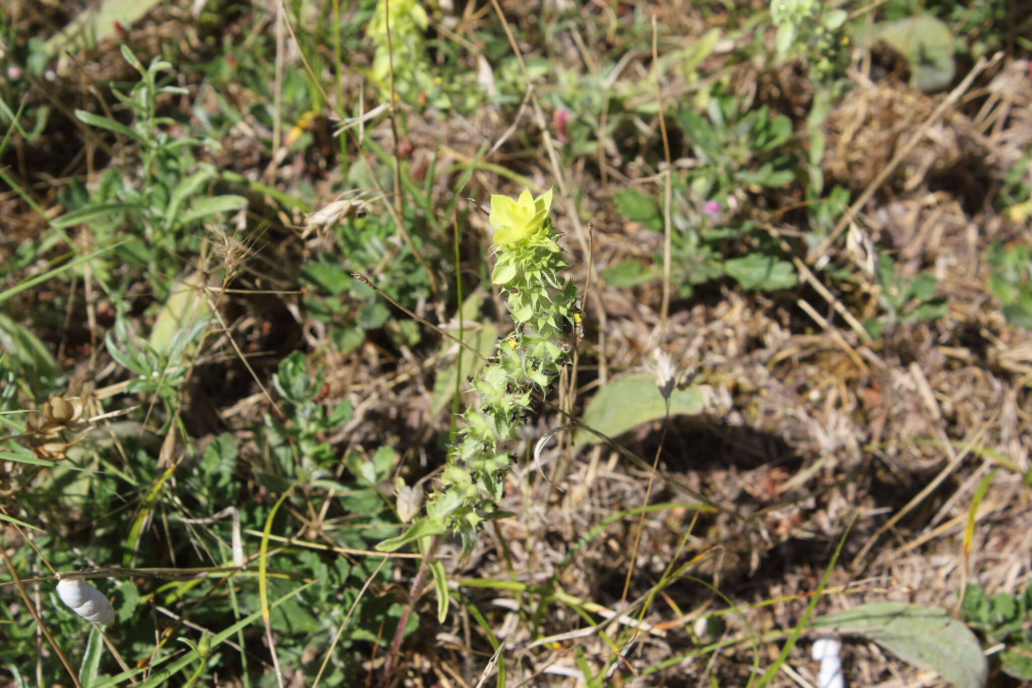 Image of mountain ironwort