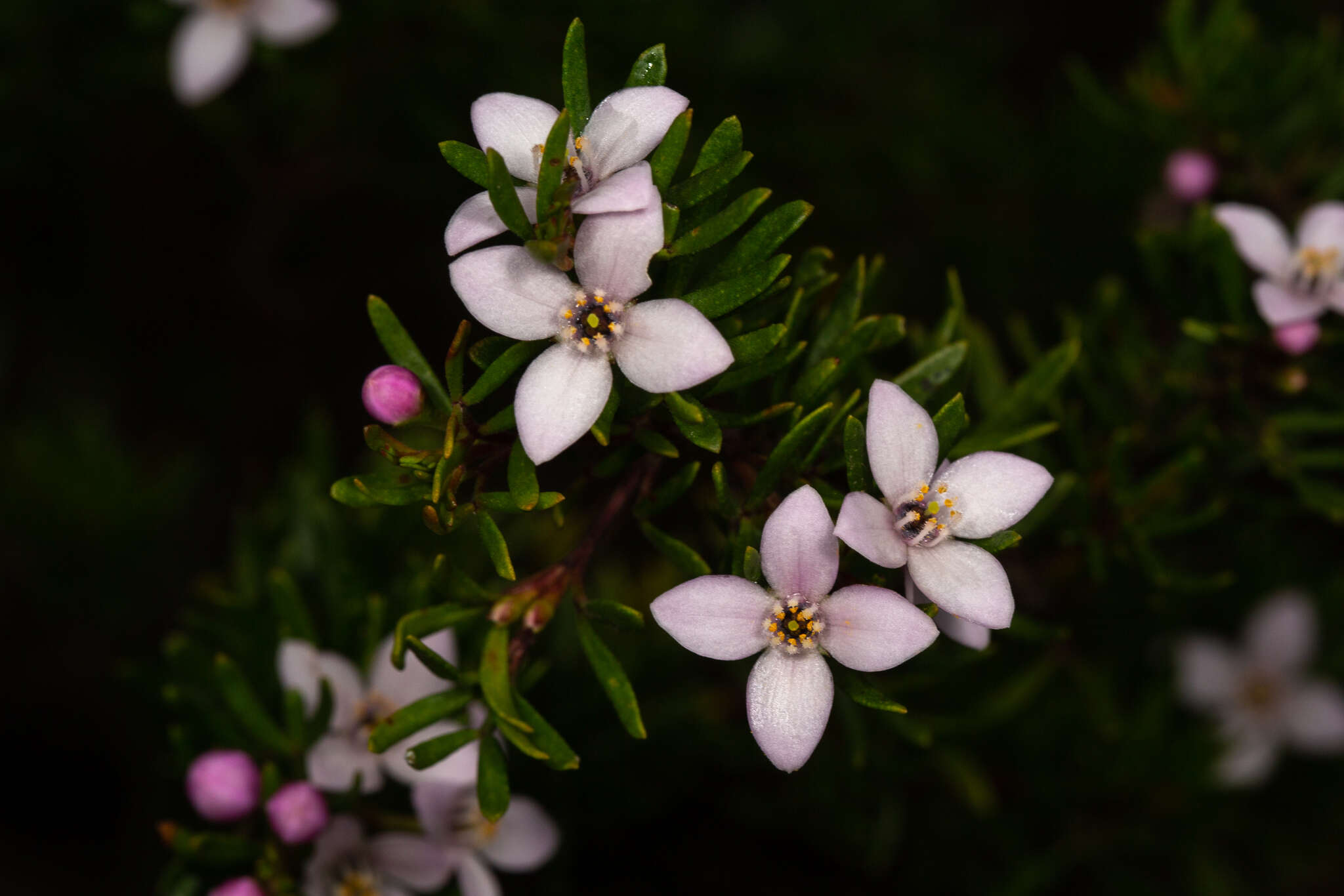 Image of Lemon Boronia