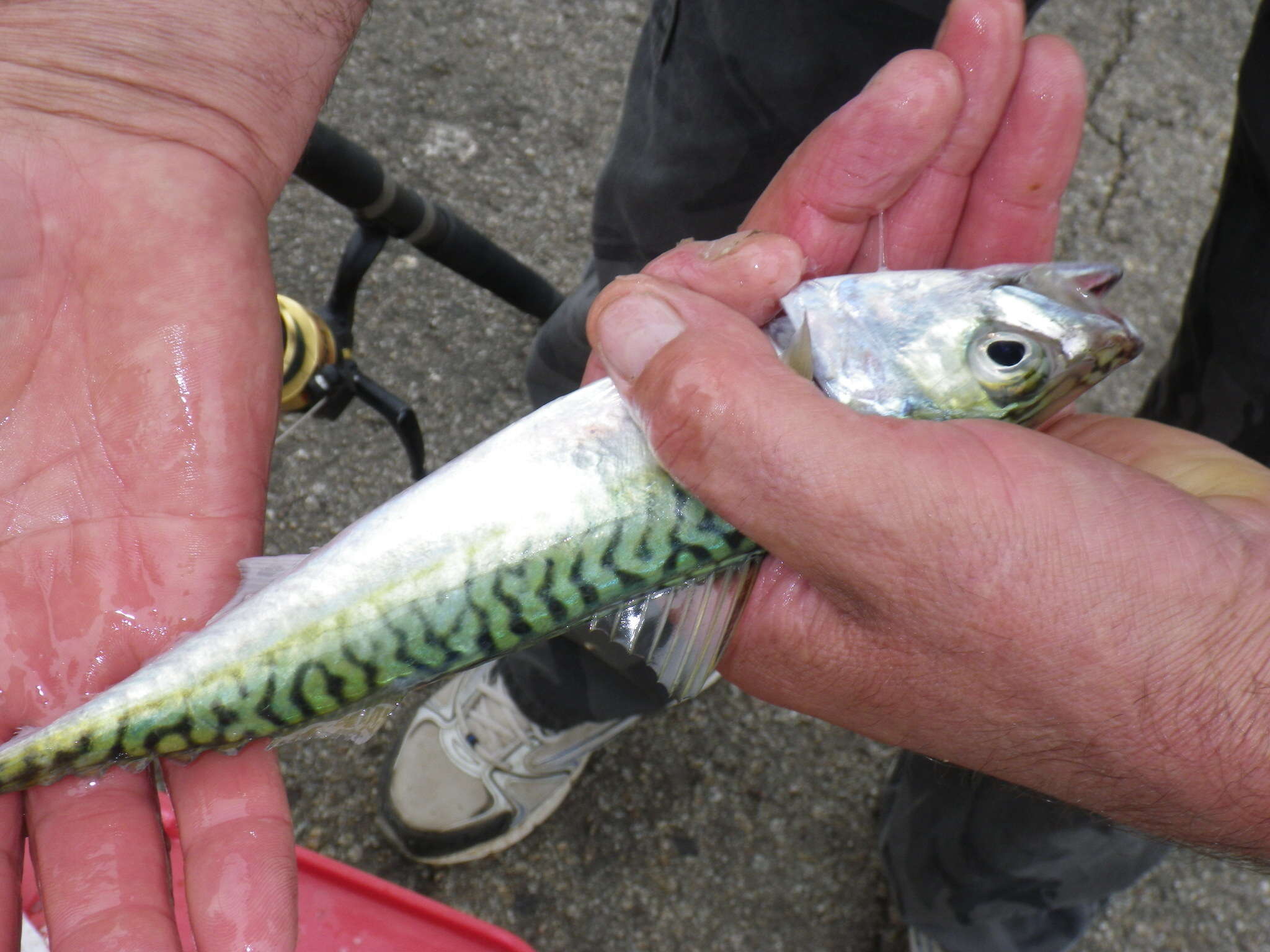 Image of Pacific Chub Mackerel