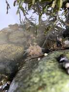 Image of silver-spotted sea anemone