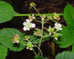 صورة Rubus accrescens Newton