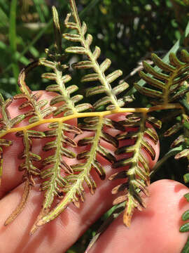 Image of Pteridium esculentum (G. Forst.) Nakai